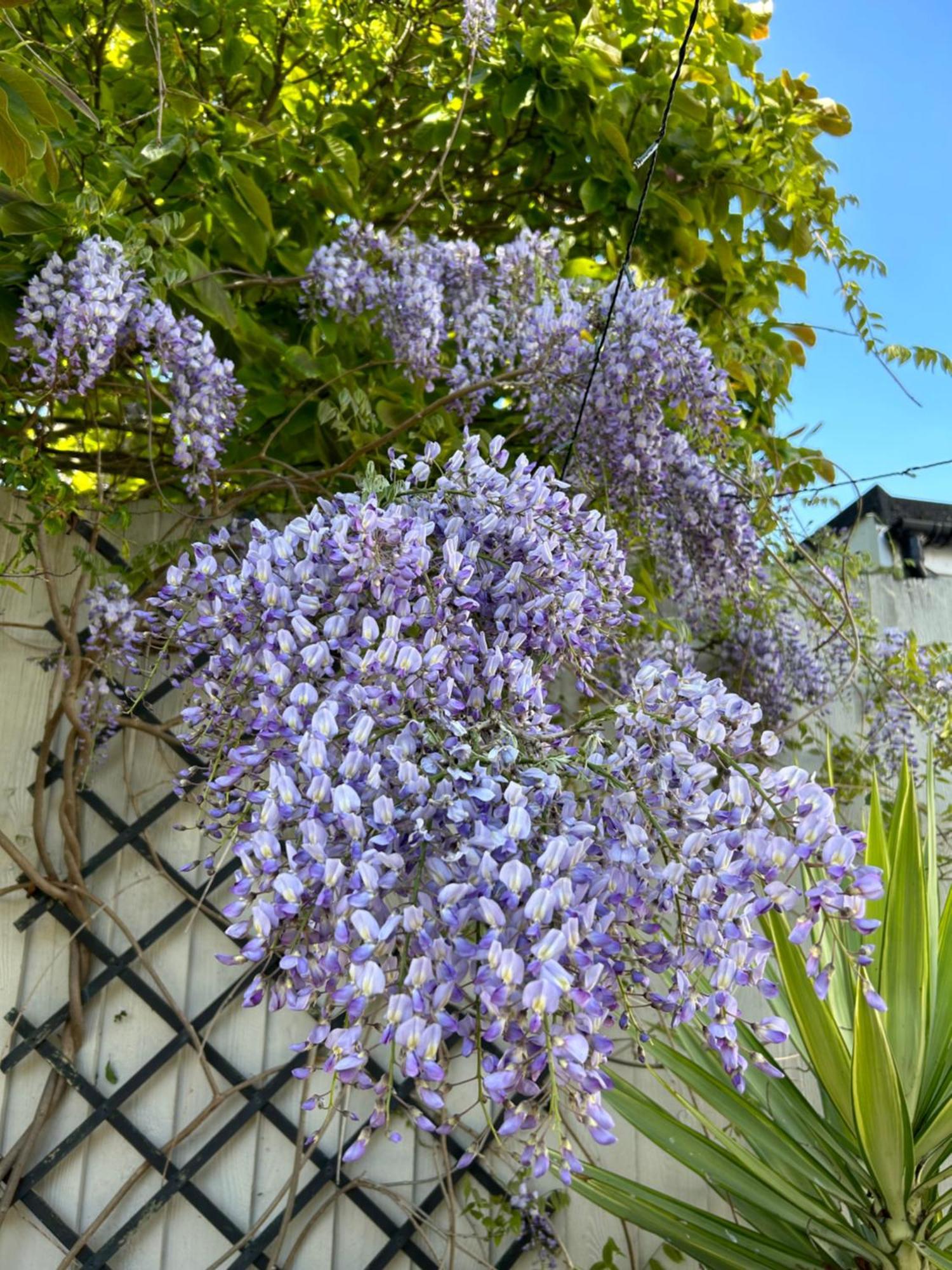 Sea Song Cottage Broadstairs Ngoại thất bức ảnh